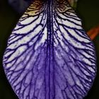 Nochmal blau: Die Unterlippe der Sibirischen Schwertlilie (Iris sibirica)
