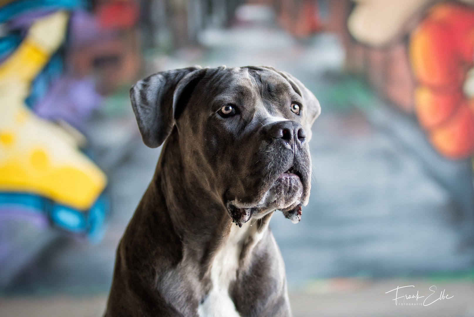 Nochmal Bowdy, die Cane Corso Hündin