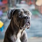 Nochmal Bowdy, die Cane Corso Hündin