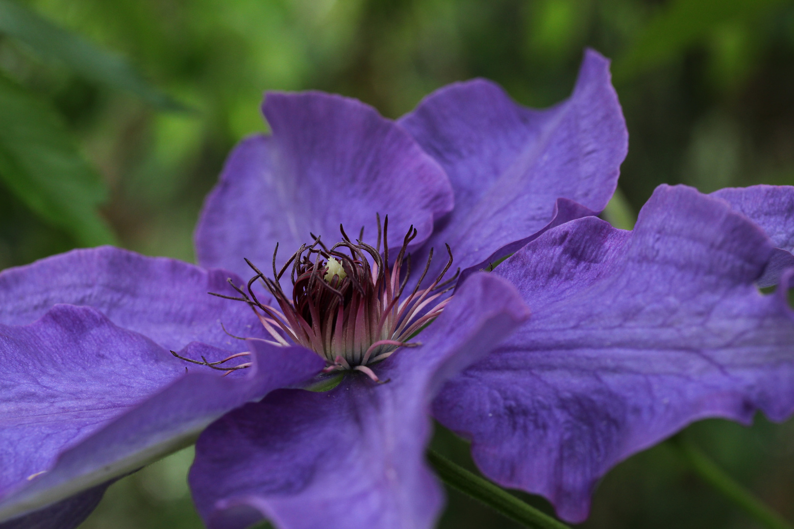 Nochmal Clematis