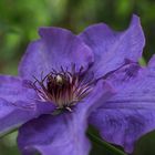 Nochmal Clematis