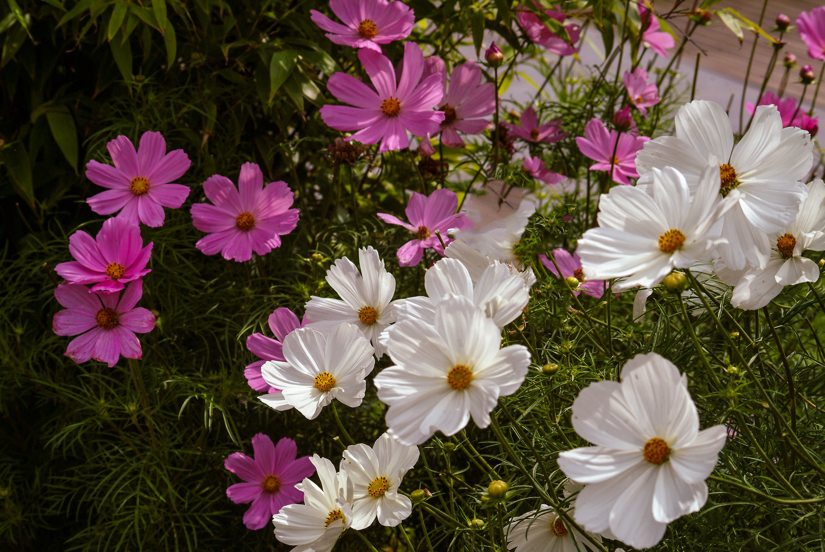 Nochmal Cosmea