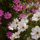 Nochmal Cosmea