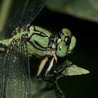 Nochmal das Männchen der Grünen Flußjungfer - ...