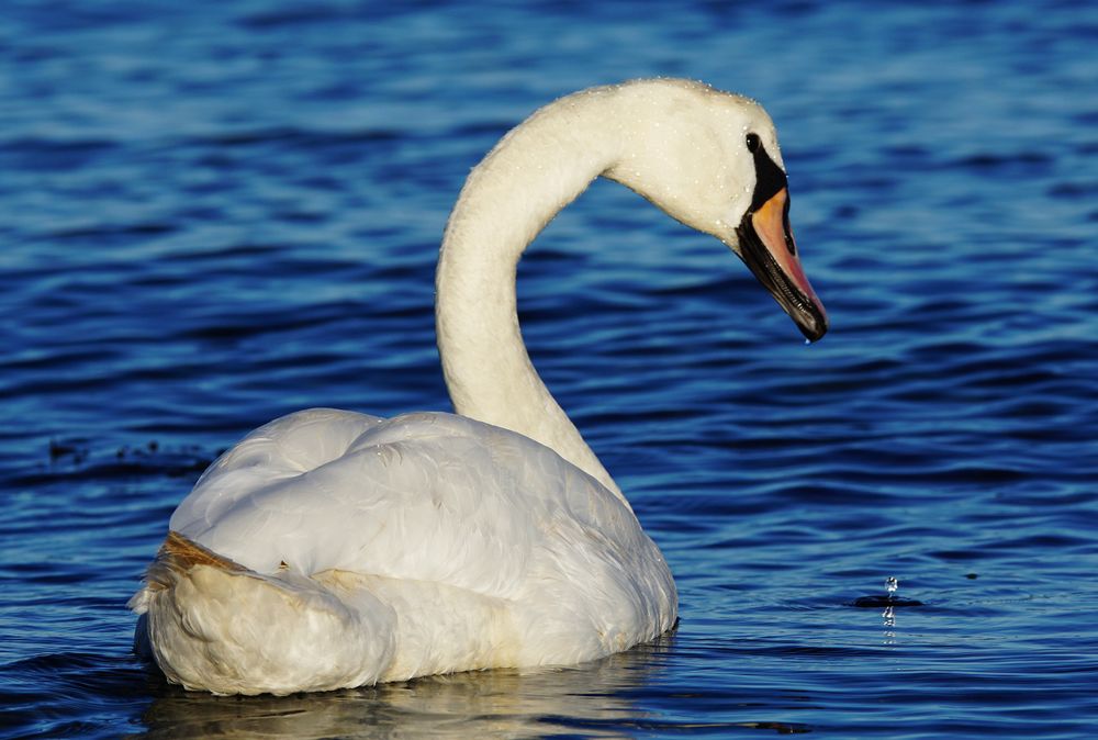 Nochmal den Schwan