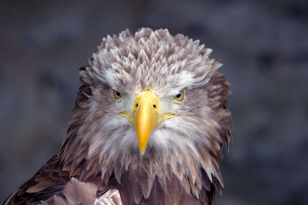 Nochmal der Adler aus ner anderen Blickrichtung