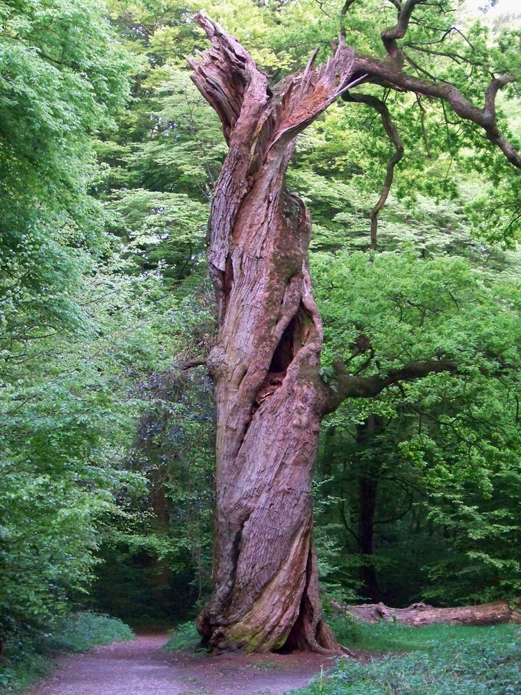 Nochmal der alte Baum im Urwald