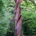 Nochmal der alte Baum im Urwald
