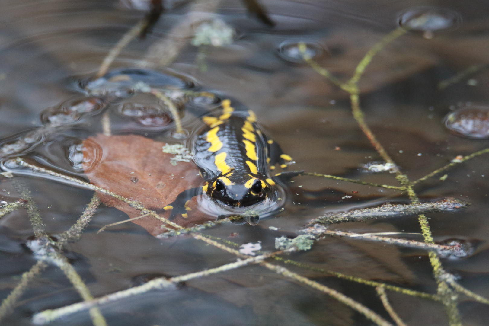 Nochmal der Feuersalamander