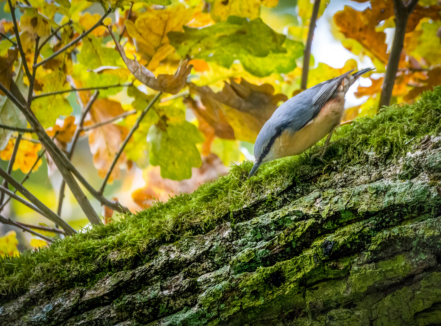 "Nochmal der HERBST-KLEIBER"