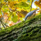 "Nochmal der HERBST-KLEIBER"