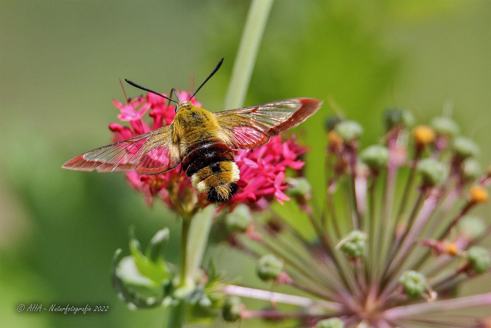 Nochmal der Hummelschwärmer (Hemaris fuciformis) 