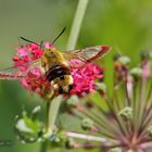 Nochmal der Hummelschwärmer (Hemaris fuciformis) 