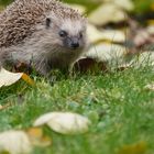 ... nochmal der Igel