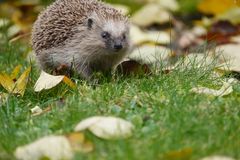 ... nochmal der Igel