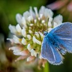 "Nochmal der kleine Blaue"