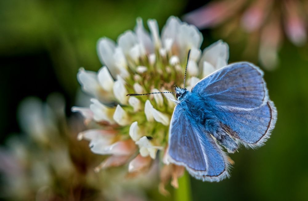 "Nochmal der kleine Blaue"