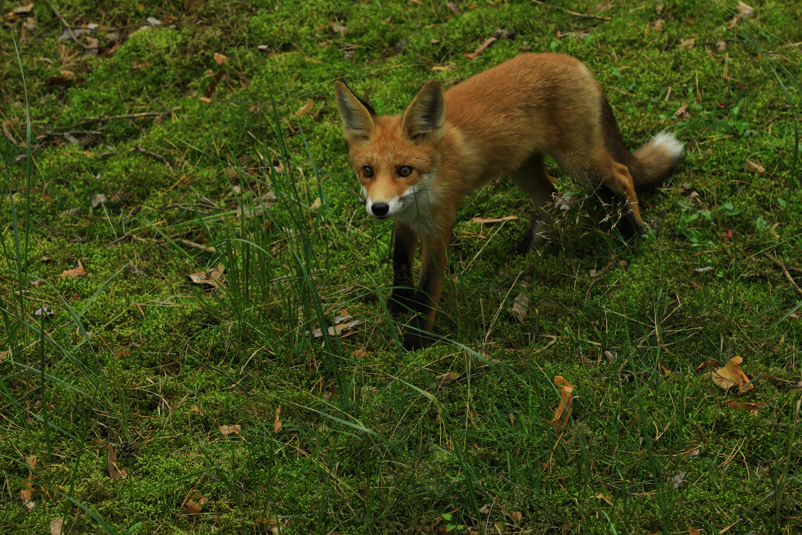 Nochmal der kleine Fuchs