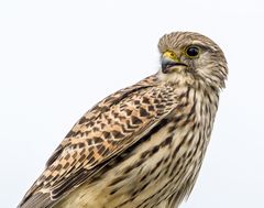 Nochmal der nahe Turmfalke