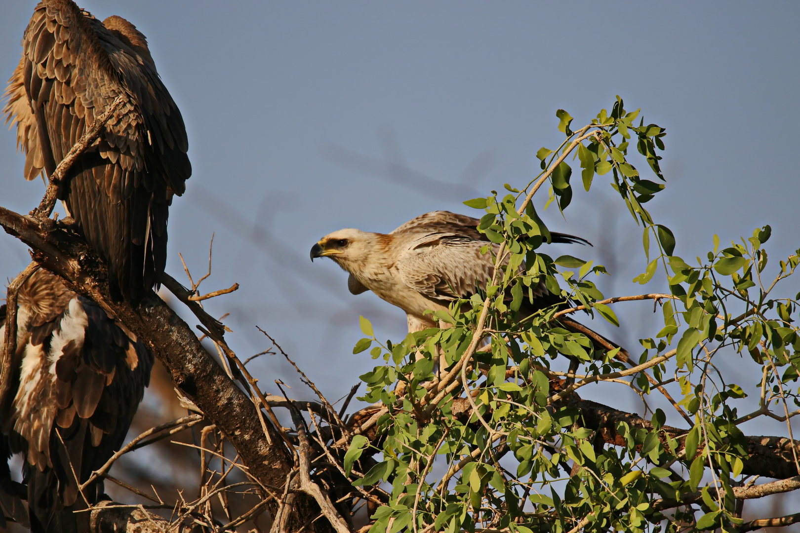 nochmal der Tawny