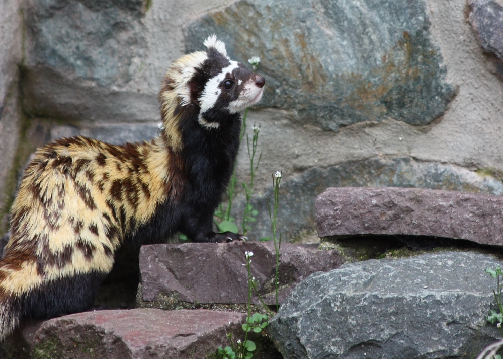 Nochmal der Tigeriltis - in ganz diesmal