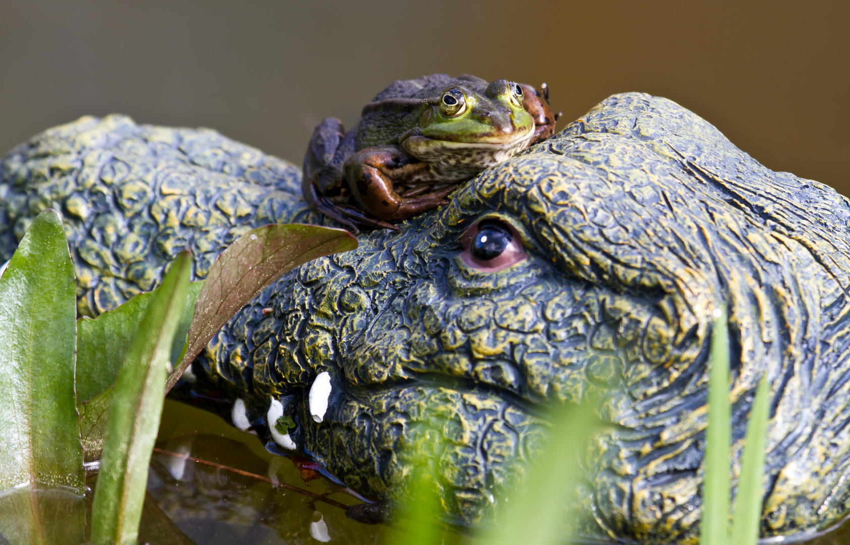 nochmal der verrückte frosch