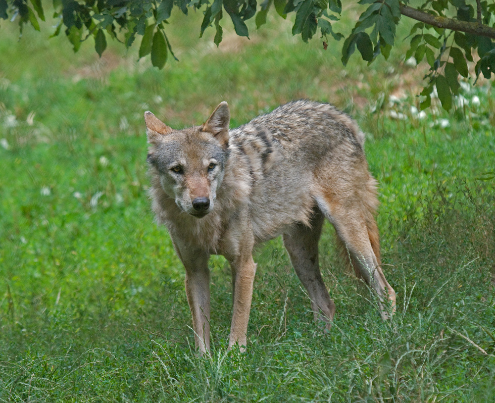 Nochmal der Wolf von gestern....