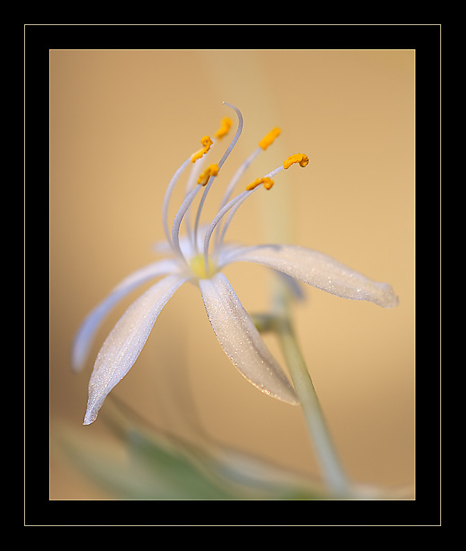 nochmal die Blüte, von der ich nicht weiss wie sie heisst...