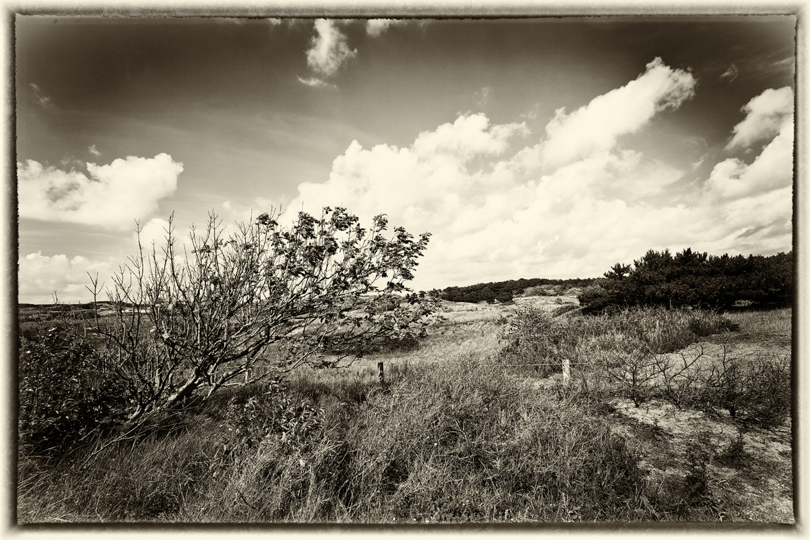 Nochmal die Dünenlandschaft bei Nordwijk