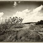 Nochmal die Dünenlandschaft bei Nordwijk