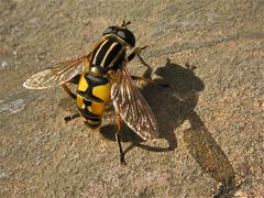 Nochmal die Gemeine Sumpfschwebfliege (Helophilus pendulus)