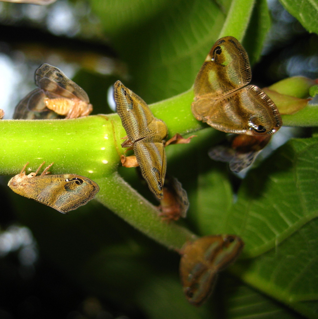 nochmal die "Schmetterlingszikade" Ricania japonica (bestimmt v, Claude Perret)