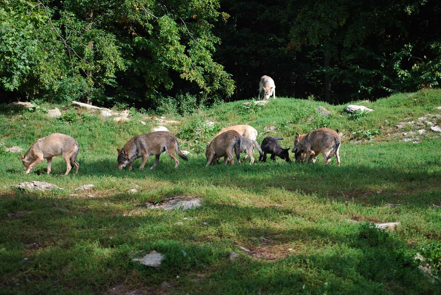 nochmal die Wölfe im Wildpark Bad Mergentheim
