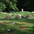 nochmal die Wölfe im Wildpark Bad Mergentheim