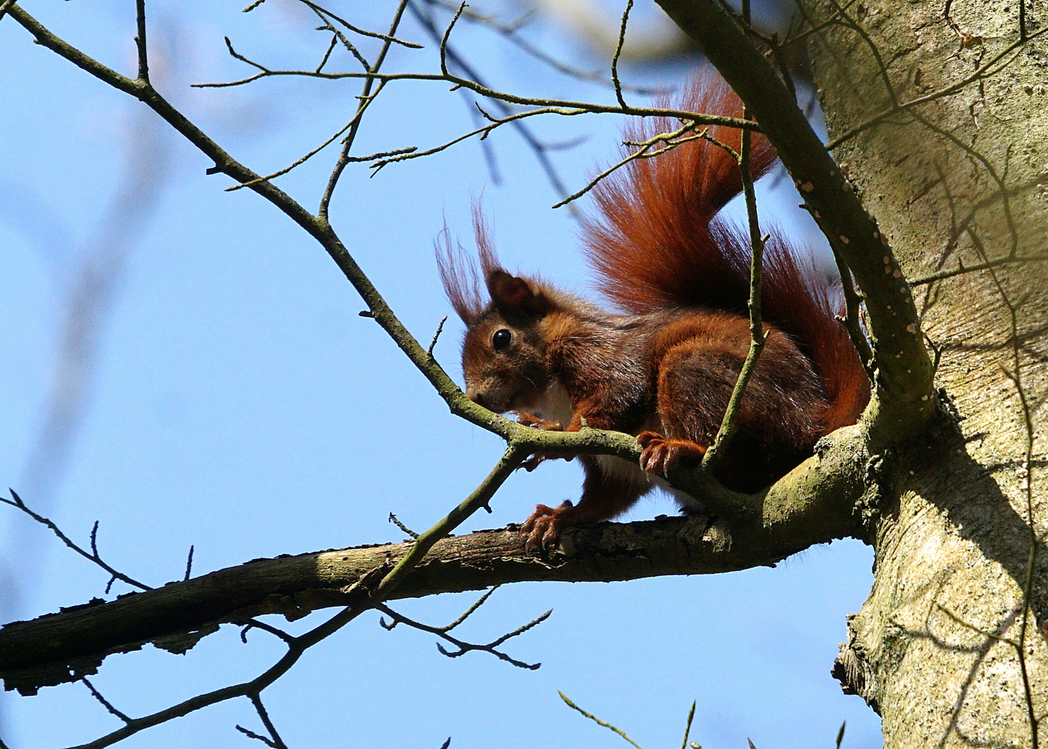 Nochmal Eichhörnchen