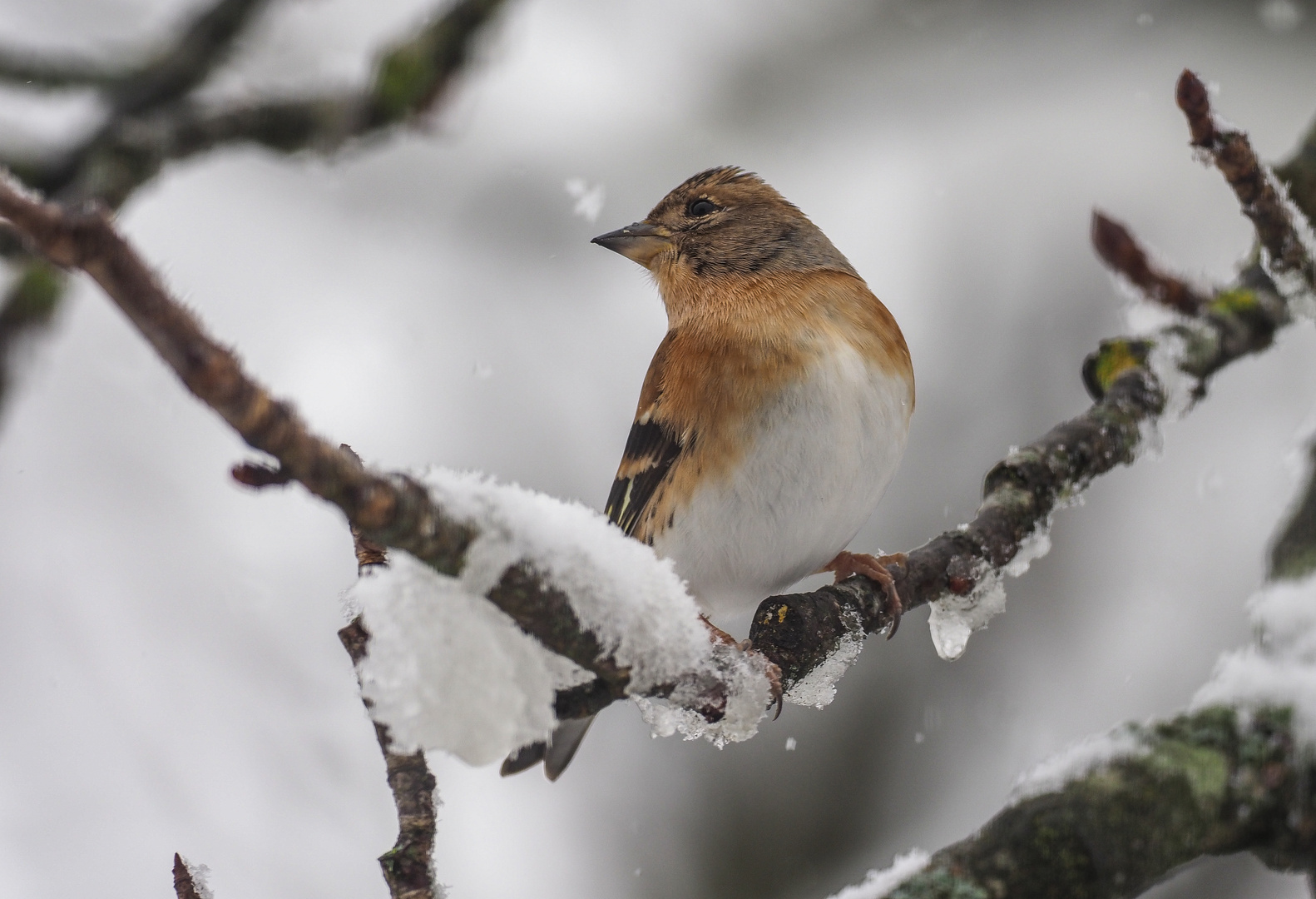 nochmal ein Bergfink