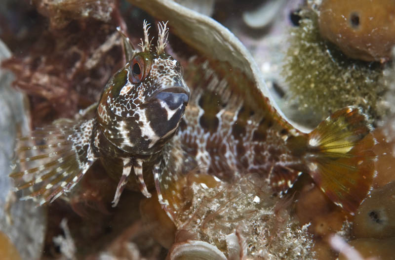 Nochmal ein Blenny...