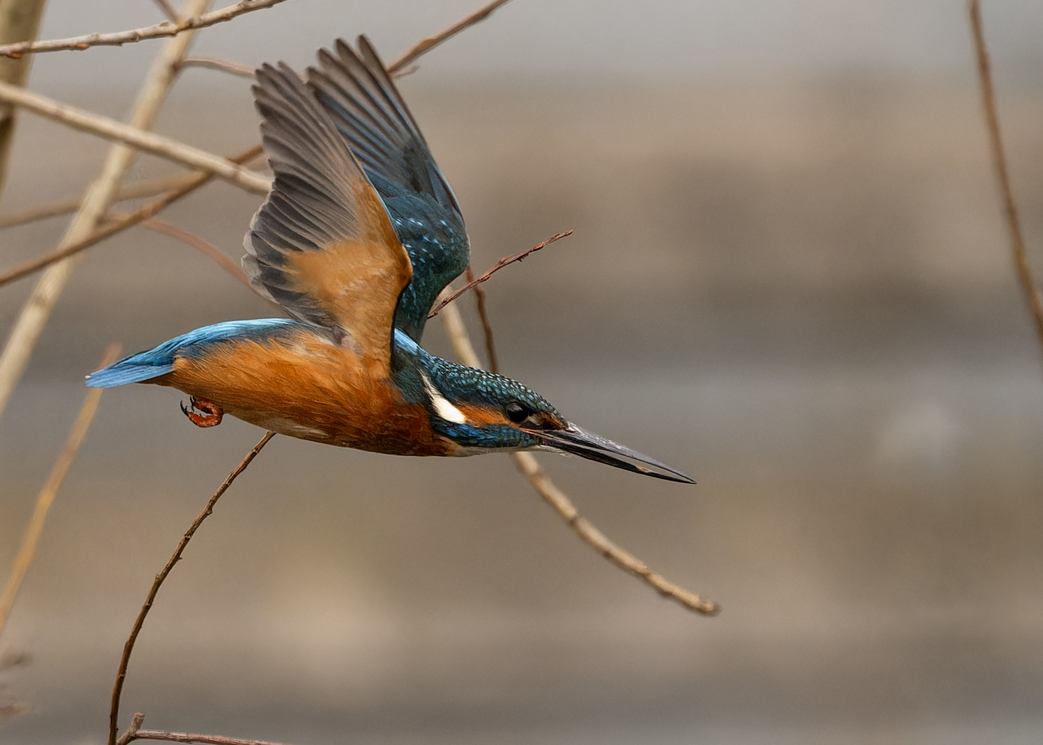 Nochmal ein Eisvogel