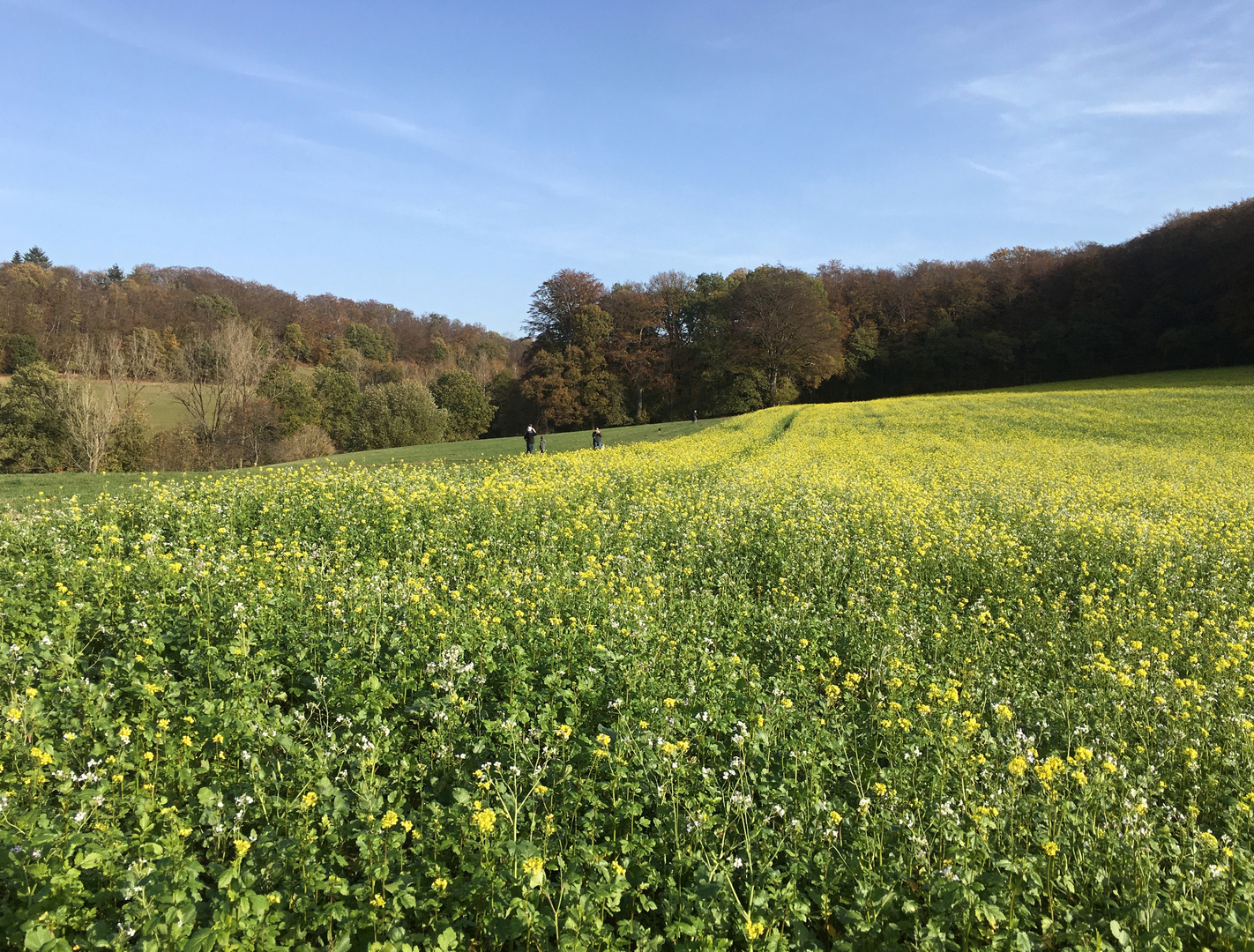 nochmal ein Feld mit Acker-Senf