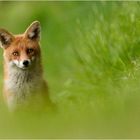 Nochmal ein Fuchs