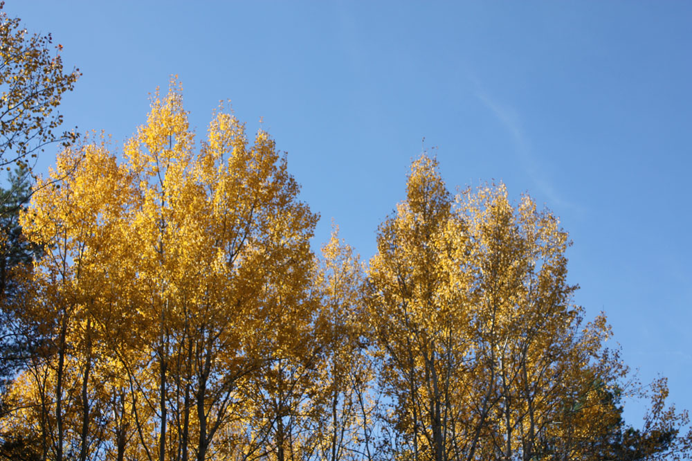 nochmal ein Herbstbild