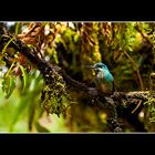 Nochmal ein Kolibri, Poas Volcano, Costa Rica