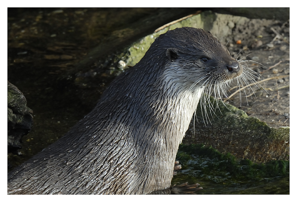 Nochmal ein Otter