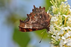 Nochmal ein schöner C-Falter (Polygonia c-album) vom Sommerflieder des Nachbarn