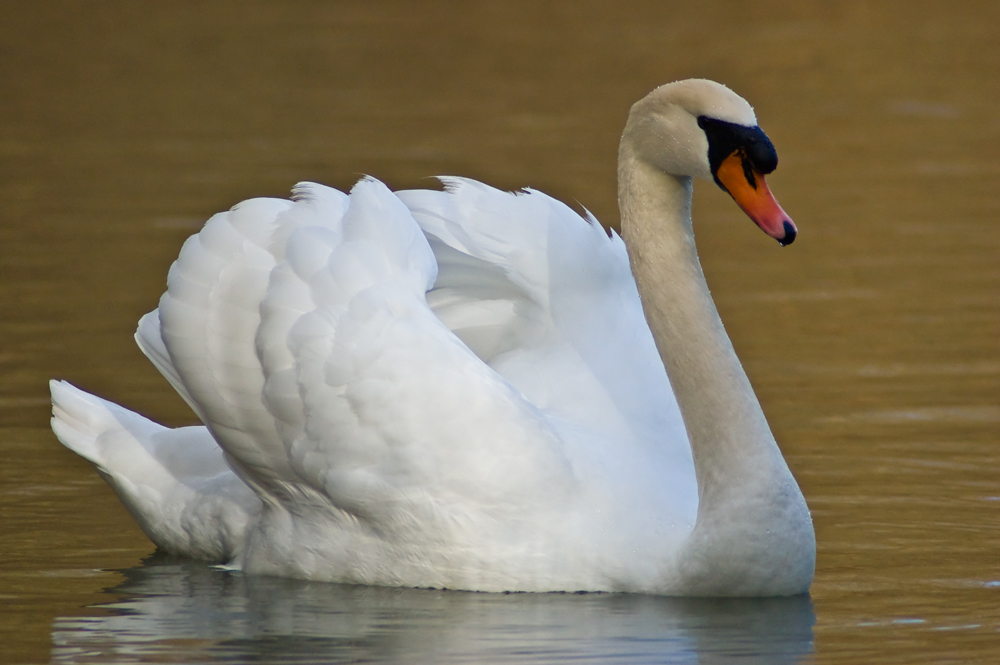 Nochmal ein Schwan