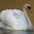 Nochmal ein Schwan