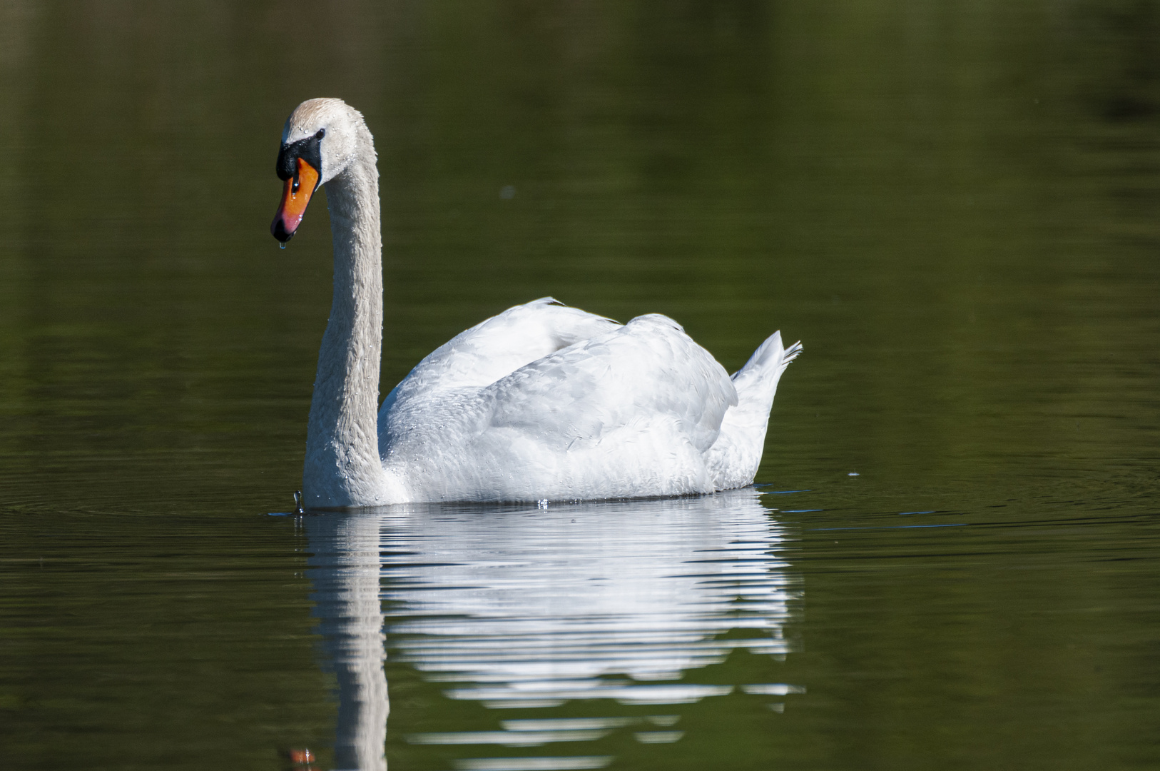 Nochmal ein Schwan