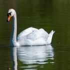 Nochmal ein Schwan