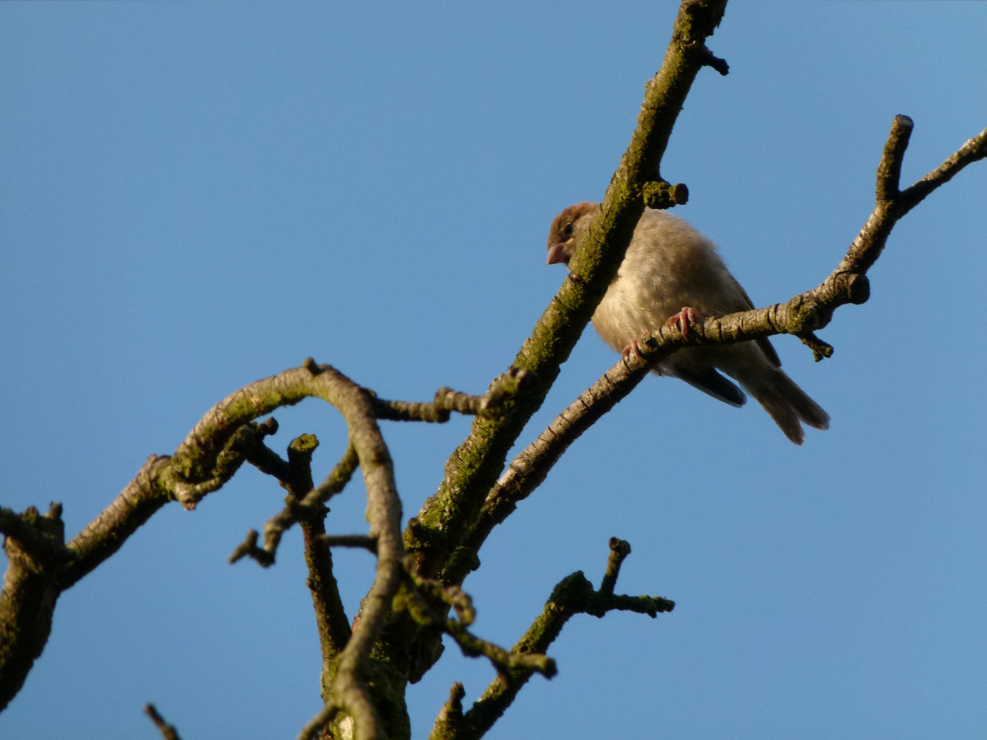 Nochmal ein Spatz