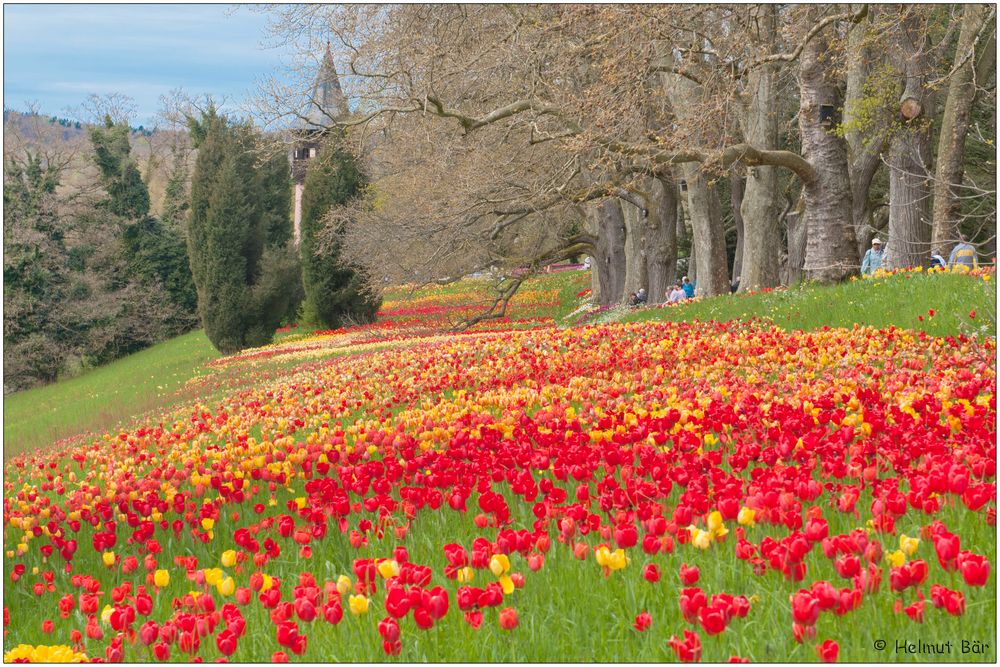 Nochmal ein Tulpenmeer